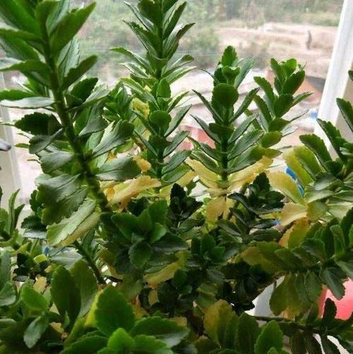 植物开花时叶子发黄应如何处理？
