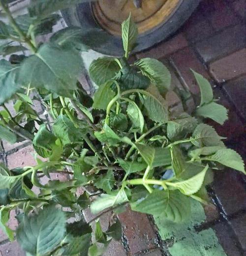 植物开花时叶子发黄应如何处理？