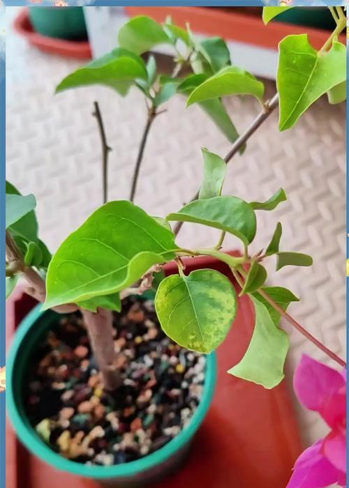 植物开花时叶子发黄应如何处理？