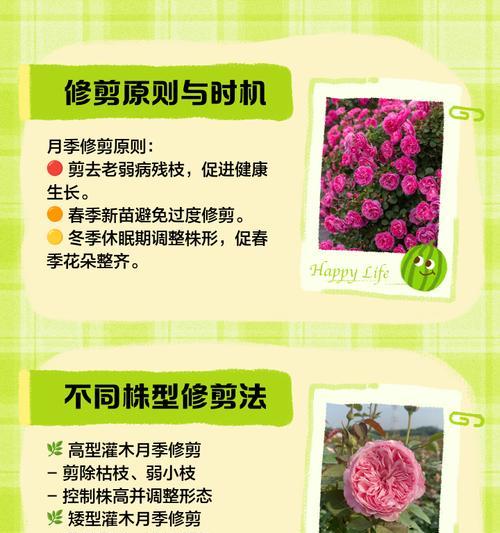 月季树大棵修剪的正确步骤是什么？