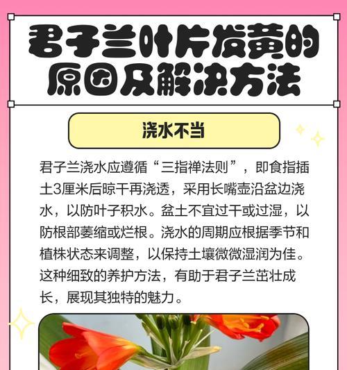 君子兰出现黄斑点的原因有哪些？如何预防和处理？