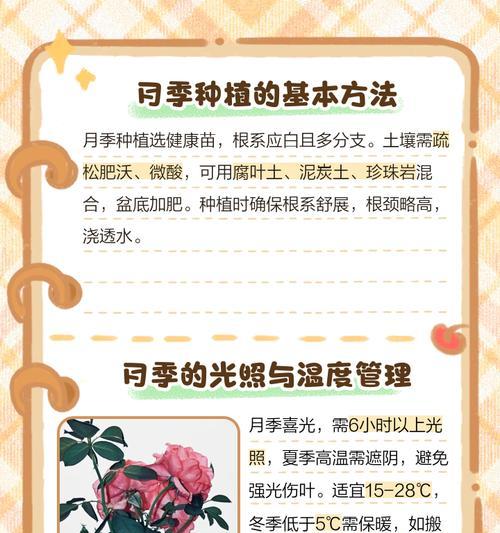 怡然月季花卉的养护方法是什么？需要注意什么？