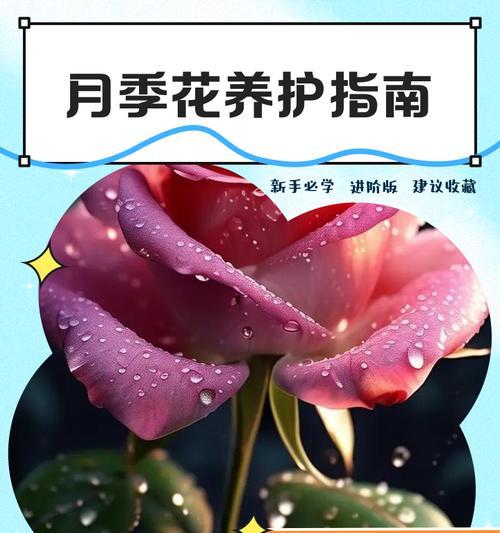 怡然月季花卉的养护方法是什么？需要注意什么？