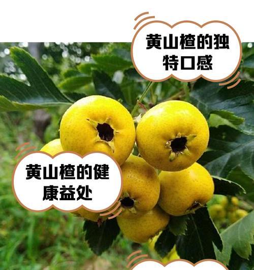 盆栽山楂树叶子黄落？如何应对叶子问题？
