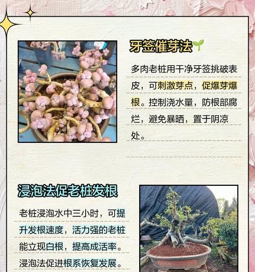 君子兰老桩发根快的方法是什么？