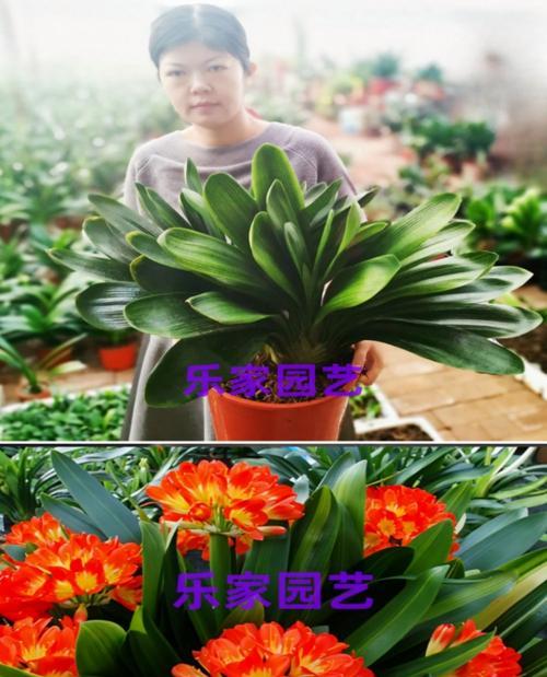 君子兰老桩发根快的方法是什么？