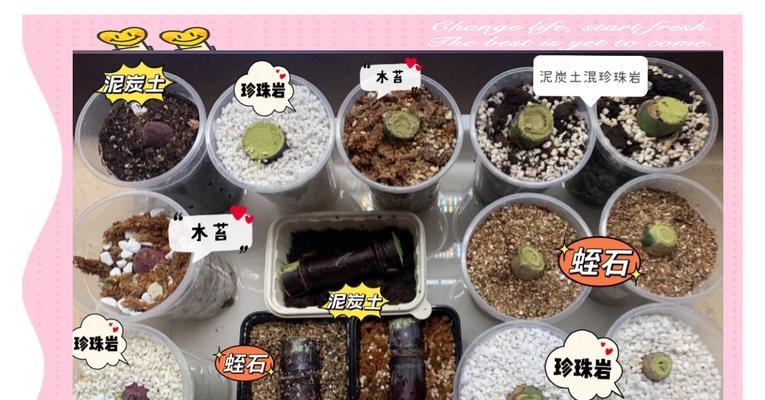 君子兰老桩发根快的方法是什么？