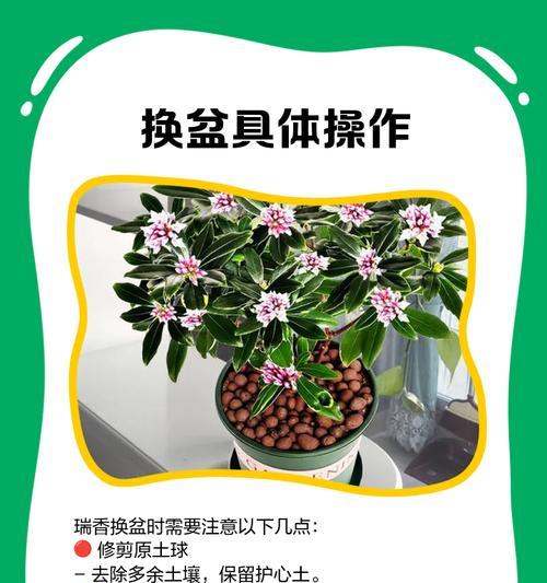 瑞香叶子发黄掉落是什么问题？如何处理？