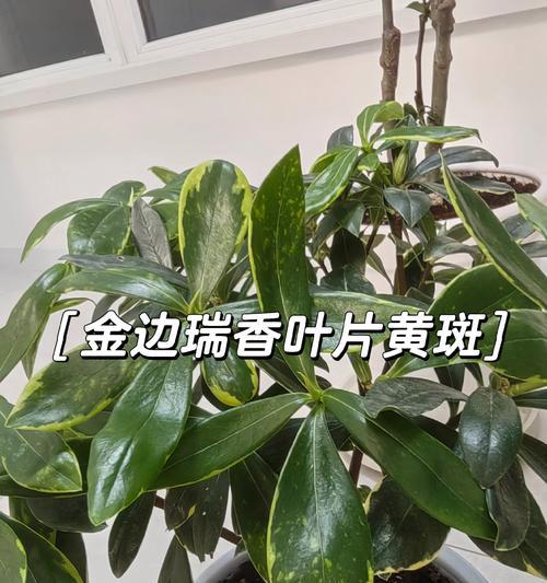 瑞香叶子发黄掉落是什么问题？如何处理？
