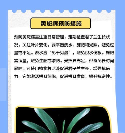 君子兰出现黄叶问题应该如何处理？
