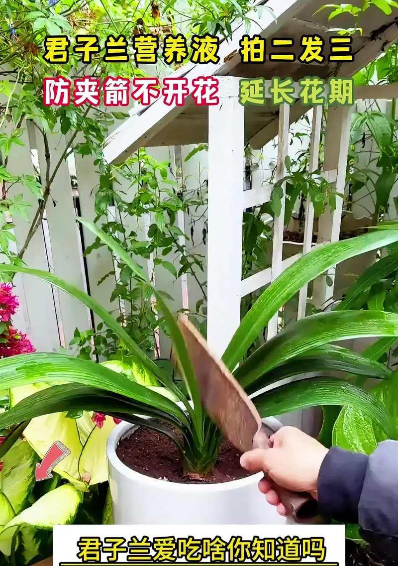君子兰出现黄叶问题应该如何处理？