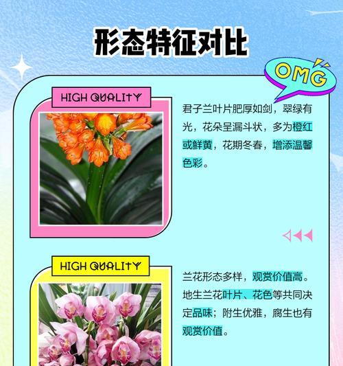 君子兰与彩兰的区别是什么？