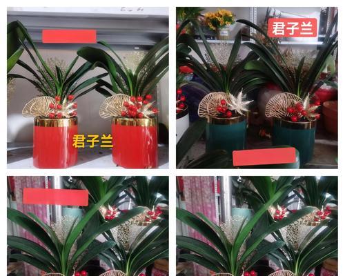 君子兰与彩兰的区别是什么？