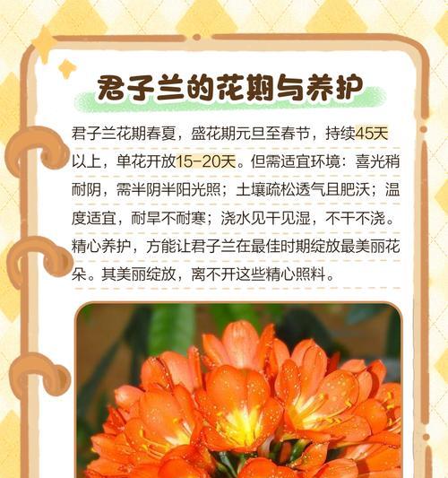 君子兰什么时候出蕊子？如何促进君子兰开花？