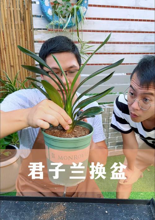 君子兰什么时候出蕊子？如何促进君子兰开花？