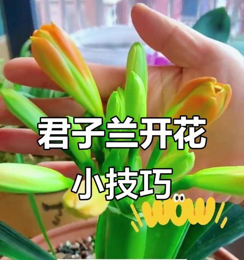 君子兰什么时候出蕊子？如何促进君子兰开花？