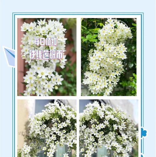 铁线莲好漂亮好养吗怎么养？铁线莲的养护技巧有哪些？