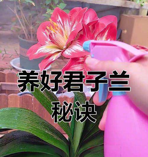 君子兰什么属相好一点呢？如何选择适合的属相？