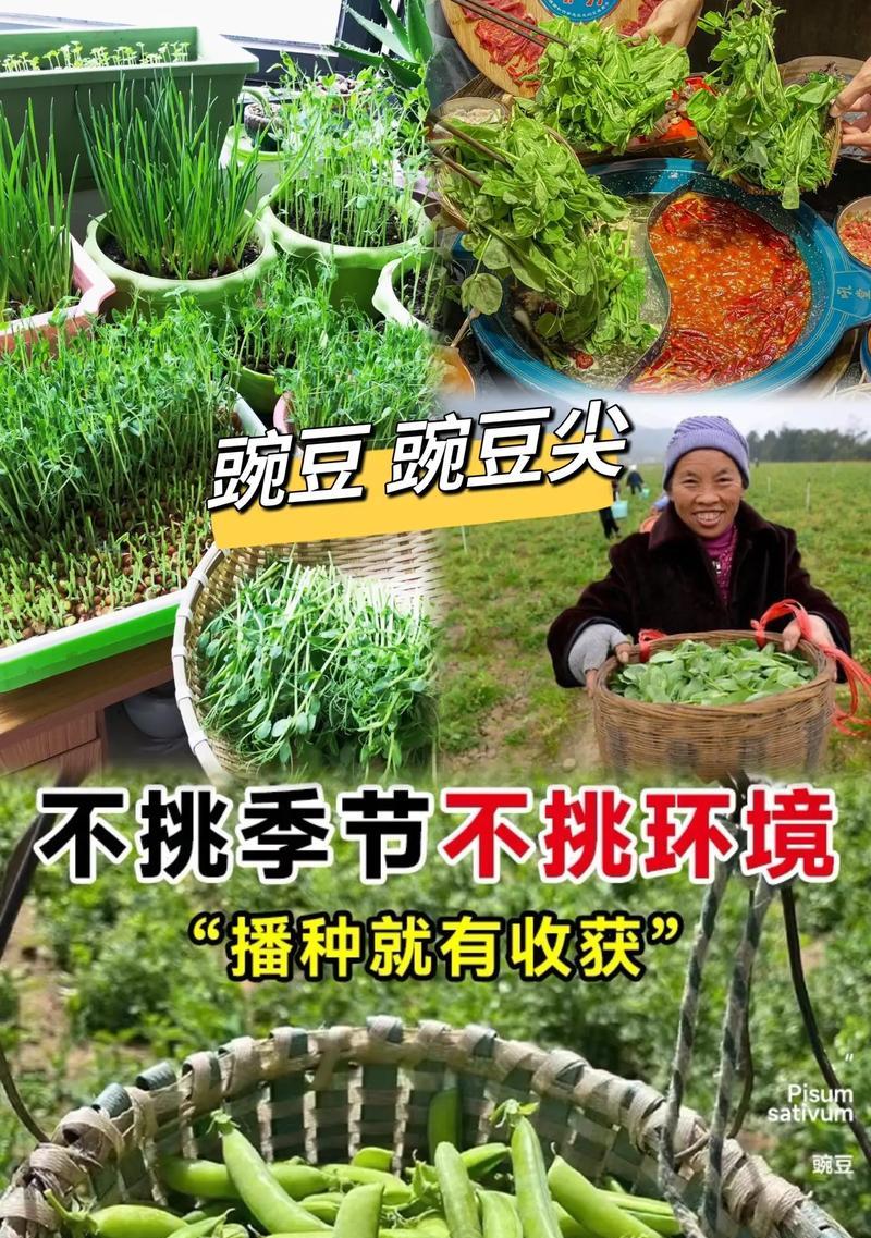 春季豌豆播种的最佳时间是什么时候？