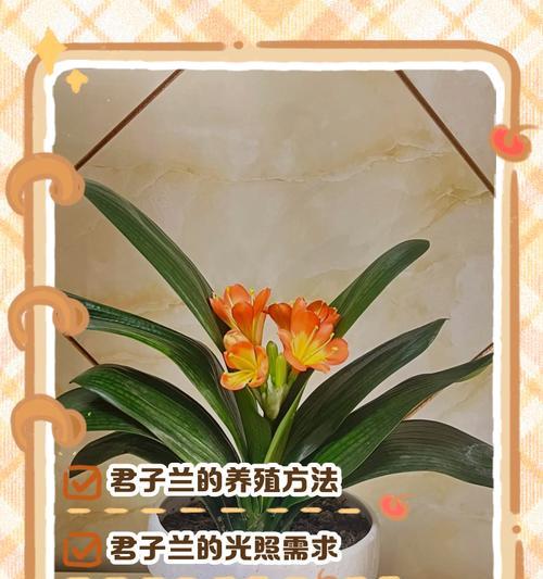 君子兰三头的培育方法是什么？