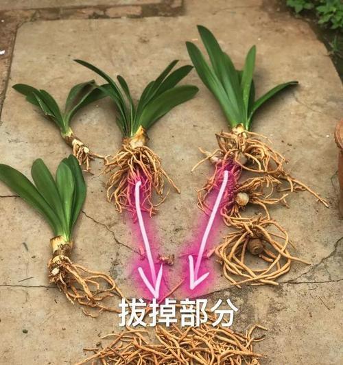 君子兰三头的培育方法是什么？