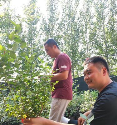 牛皮木耳栽培的关键技术要点是什么？