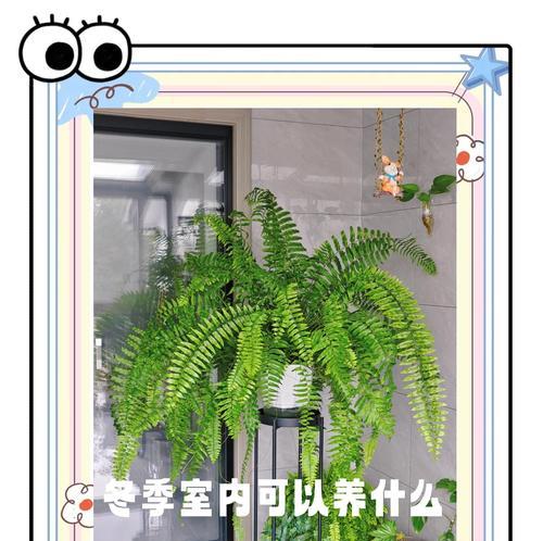 仙人球冬季如何正确浇水？有哪些注意事项？