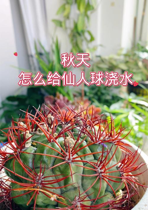 仙人球冬季如何正确浇水？有哪些注意事项？