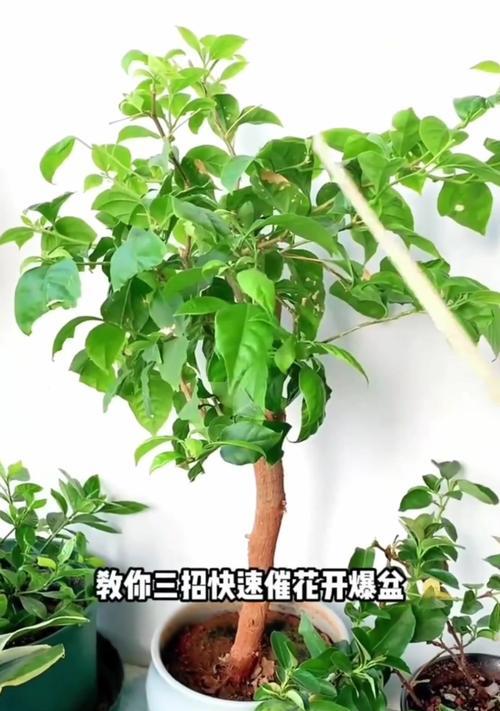 三角梅枯杆的挽救方法是什么？