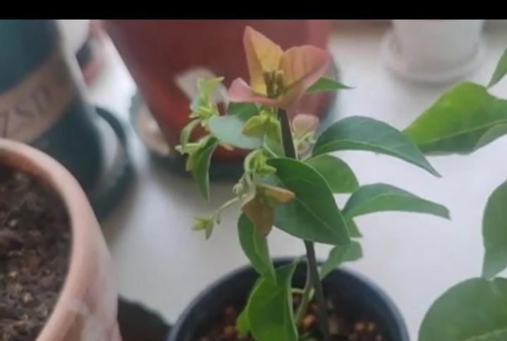 三角梅枯杆的挽救方法是什么？