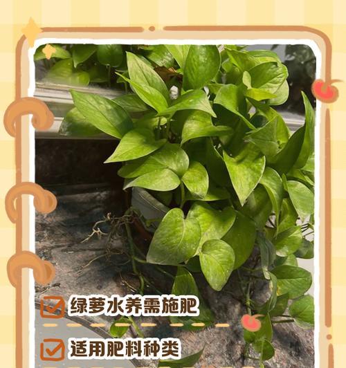 自制生物酶肥料的方法是什么？