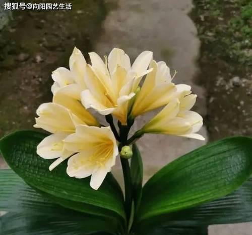 纯君子兰的花形状是什么样的？君子兰的花型特点有哪些？
