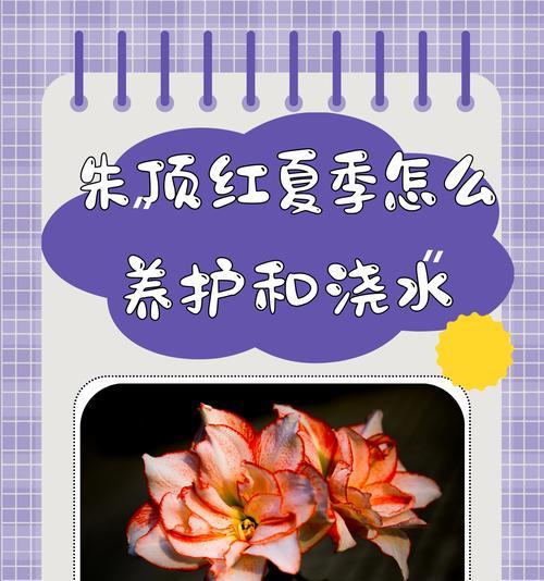 朱顶红施肥的最佳肥料是什么？