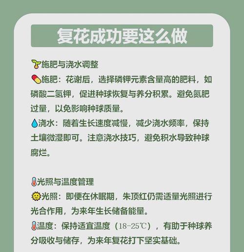 朱顶红开花后施肥指南？哪种肥料最适合？