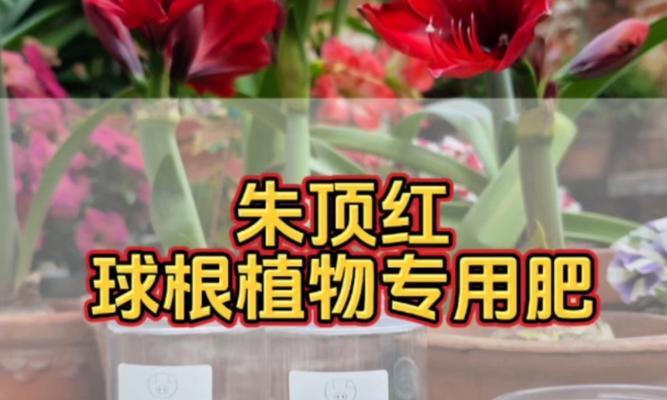 朱顶红开花后施肥指南？哪种肥料最适合？
