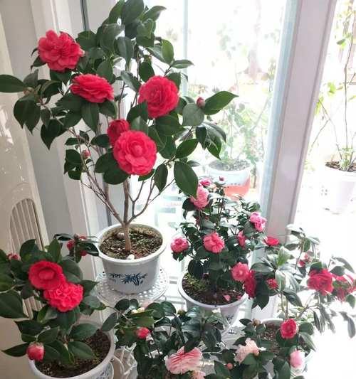 圆阳台适合放什么花？如何选择既好看又实惠的花？
