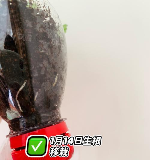 天竺葵扦插一个月不生长的原因是什么？如何解决？
