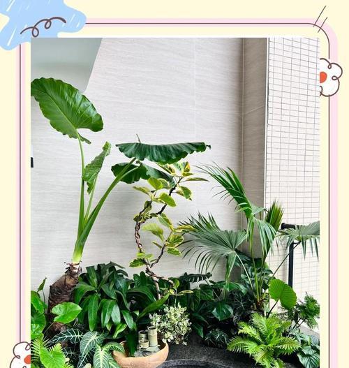 阳台适合种植哪些易养花卉？