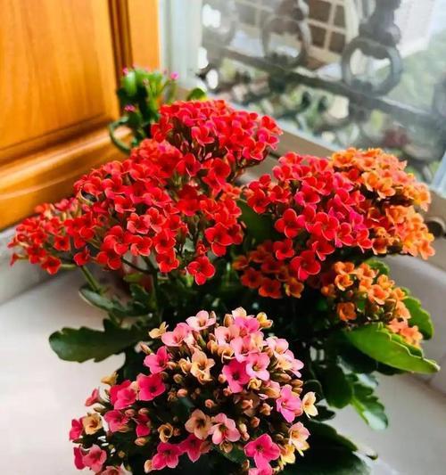 阳台适合种植哪些易养花卉？