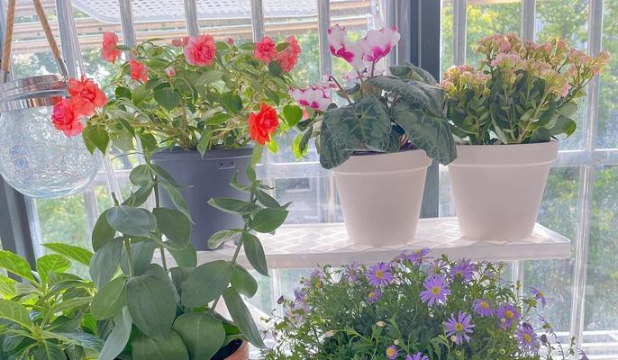 阳台适合种植哪些易养花卉？