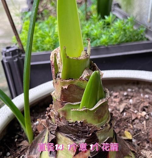 朱顶红什么时候开花到什么时候结束？