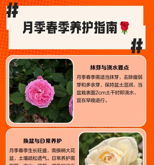 盛泽月季花的种植方法和注意事项？