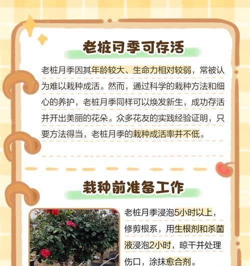 盛泽月季花的种植方法和注意事项？
