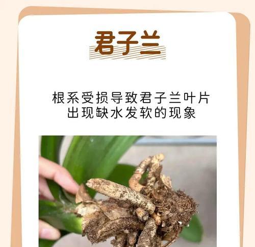 君子兰木根受损后应如何进行修复？