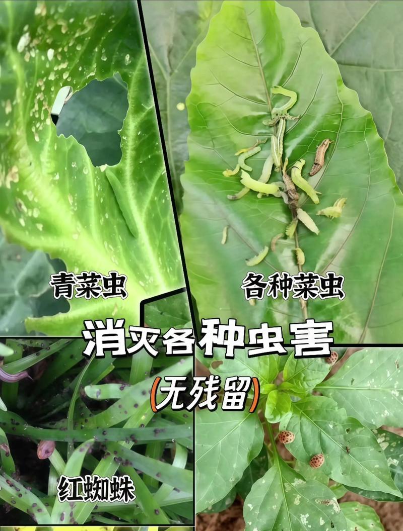种菜叶子发黄卷起来的解决办法是什么？