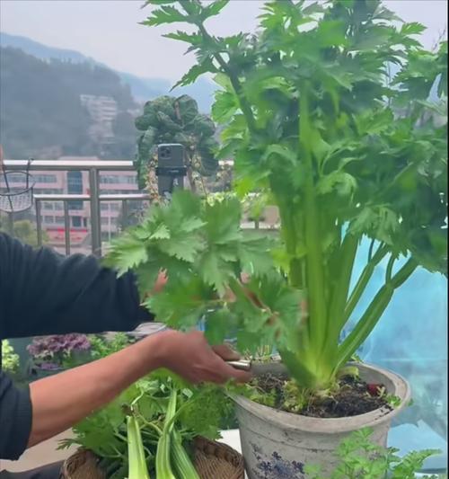 种菜叶子发黄卷起来的解决办法是什么？