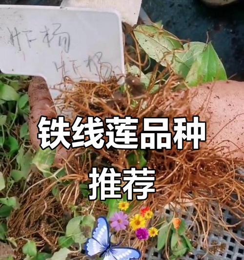 许愿星铁线莲扦插方法是什么？