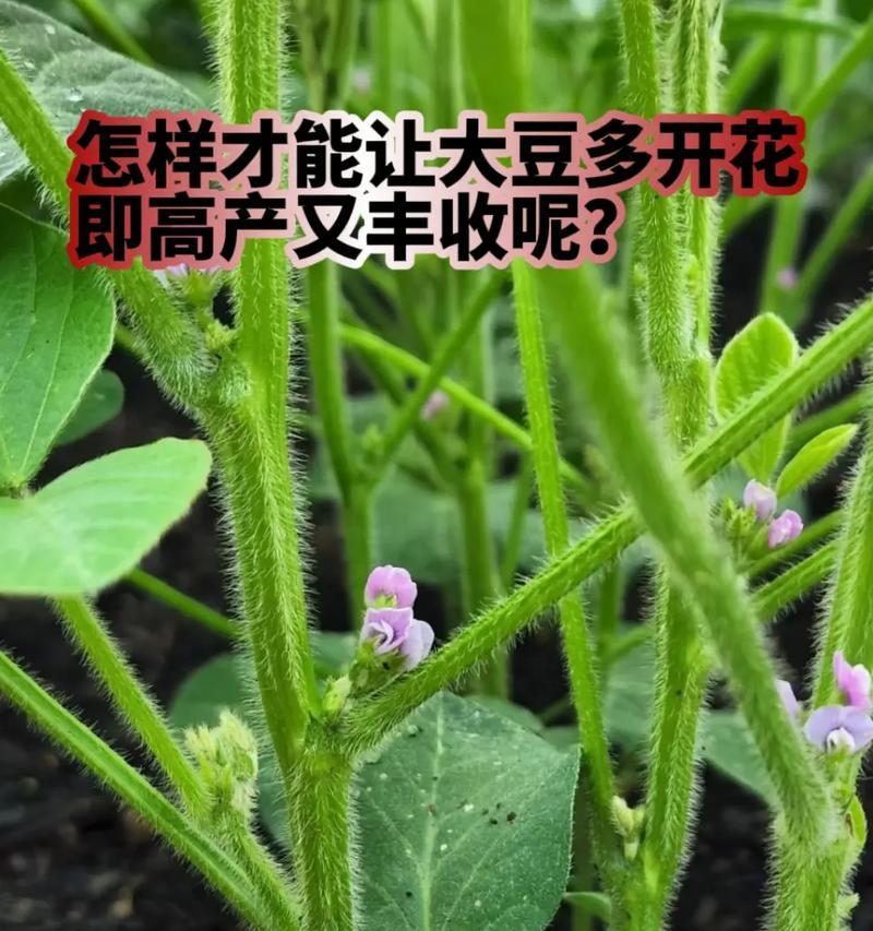 大豆播种时间：什么时候播种大豆最合适？