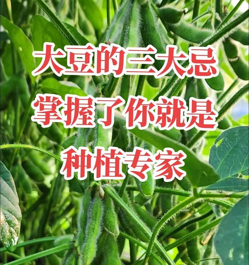 大豆播种时间：什么时候播种大豆最合适？