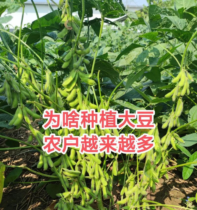 大豆播种时间：什么时候播种大豆最合适？